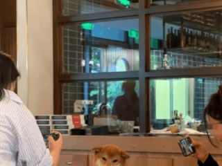 网友热议，连锁餐厅惊现人宠共餐现象