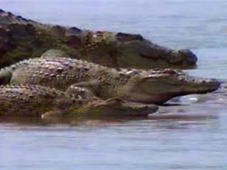 鳄鱼疑云引爆关注，当地居民的热烈反应与男子拍到的神秘生物