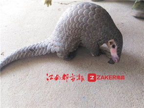 广东穿山甲驮娃出门，自然界的奇妙母爱被镜头捕捉