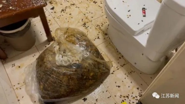 居民家惊现巨型蜂巢，掏出七八盆蜂蜜引发热议
